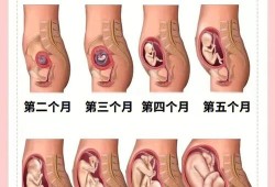 十月胎儿图（十月胎儿图片）