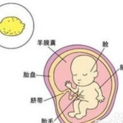 胎儿从哪里吸收营养（胎儿从哪里吸收营养最快）