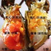 孕期吃蟹黄吗（孕期吃蟹黄吗会怎么样）