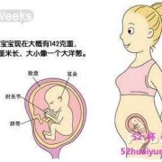 孕17周宝宝在什么位置？能摸到吗,怀孕17周胎儿发育到什么程度了