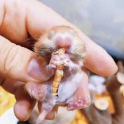 吃动物胎儿（金丝熊在什么情况下回吃掉自己的宝宝）