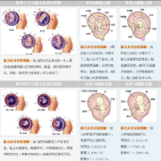 胎儿发育的过程（佛经描述胎儿发育的过程）