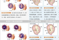胎儿发育的过程（佛经描述胎儿发育的过程）