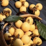 孕期可以吃枇杷吗（孕妇枇杷吃多了会怎样）