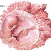 孕9月胎儿图（孕九月胎儿图）