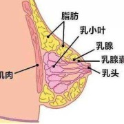怀孕期间乳房刺痛（哺乳期乳房刺痛钻心疼是怎么回事）