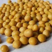 大豆发芽能吃么,孕期吃黄豆副作用大吗