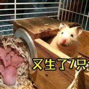 1天胎儿（仓鼠妈妈跑丢了，仓鼠宝宝刚10天喂什么）