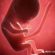 孕八周胎儿真实图（孕八周宝宝在肚子哪个位置）