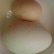 孕期鹅蛋什么时候吃（怀孕了，为什么要吃鹅蛋呢？孕妇要从几个月开始吃鹅蛋，为什么）