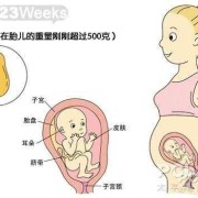 孕期23周（孕23周胎儿发育标准是什么）