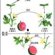 典型的父源性三倍体包括,胎儿三倍体是什么意思