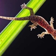 说别人壁虎什么意思,怀孕期间梦见四脚蛇什么意思