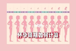 孕期周期计算（怀孕35周是怎么算?怀孕天数怎么计算呢）