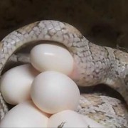 蛇怎么生出宝宝来的,蛇胎儿免费阅读全文