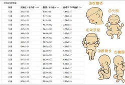 足月胎儿多长（足月儿标准）