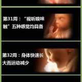 胎儿在肚子里266天（怀孕两周是多久）