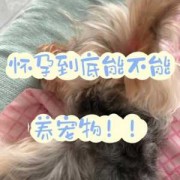 孕妇能养什么宠物,怀孕期间能养宠物吗有影响吗