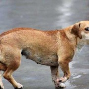 狗狗孕期注意事项（狗狗怀孕30天不吃食怎么办）