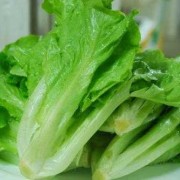 孕妇可以吃哪些青菜?怀孕期间可以吃哪些青菜补充维生素,孕期为什么不能吃生菜呢