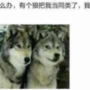 受了伤的狼啥意思,孕期梦见狼是胎梦吗