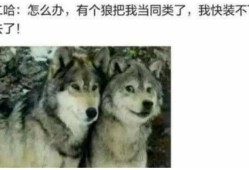 受了伤的狼啥意思,孕期梦见狼是胎梦吗