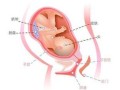 36周的宝宝在肚子里的样子,36周胎儿发育标准对照表