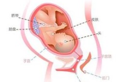 36周的宝宝在肚子里的样子,36周胎儿发育标准对照表