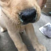 狗流清鼻涕怎么治,孕期流清鼻涕怎么办小妙招