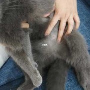 孕期表现（猫咪孕期表现）