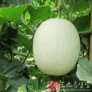 孕妇吃甜瓜对胎儿好吗（孕妇吃甜瓜对胎儿好吗有影响吗）