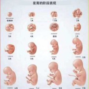 胎儿多少周可以存活（胎儿多少周可以存活下来）