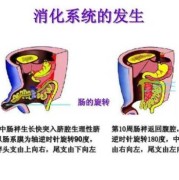 胎儿消化道（胎儿消化道）