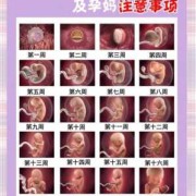 宝宝每个月发育特点,胎儿各期发育的特点