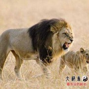 孕期梦见狮子（狮子哭了代表什么）