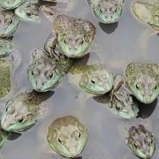 孕期可以吃蛙吗（养殖泰蛙可以食用吗）