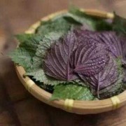 孕期可以吃紫苏吗（孕期可以吃紫苏吗?）