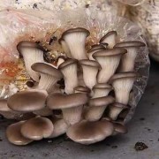 孕期可以吃姑娘吗（孕妇能吃蘑菇吗？吃着有什么副作用呢）