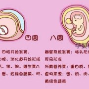 胎儿的甲状腺在怀孕多少周后开始发育?胎儿的甲状腺素从怀孕多少周开始从母体吸收,胎儿多少周成熟度会达到1级