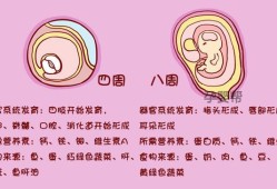 胎儿的甲状腺在怀孕多少周后开始发育?胎儿的甲状腺素从怀孕多少周开始从母体吸收,胎儿多少周成熟度会达到1级