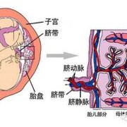 胎儿脐动脉两条是什么意思,胎儿双动脉是什么意思