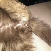 胎儿为什么停止发育（猫咪生产生出来的是空囊和没发育好的死胎是怎么回事）