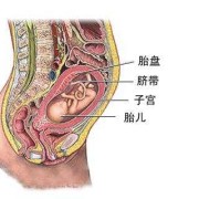 胎儿与胎盘的位置图片（胎儿与胎盘的位置图片 位置图）