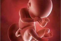 38周的宝宝在肚子里什么样,38周胎儿视频直播