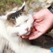 猫咪生宝发出呼噜声为什么,胎儿骨骼声影等素的影响会因影吗