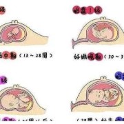 三十二周胎儿发育标准（孕多少周胎盘才能达到2级？32周胎盘2级正常吗）