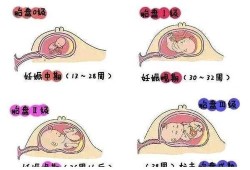三十二周胎儿发育标准（孕多少周胎盘才能达到2级？32周胎盘2级正常吗）