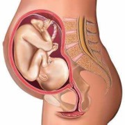 哺乳期4个月会怀孕吗？具体不太清楚的,4个月胎儿多大图片