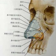 胎儿鼻骨对照表（胎儿鼻骨对照表标准）