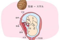 孕晚期胎儿头大三周正常吗,胎儿头高是什么意思?